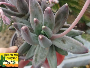 Pachyphytum Macatia