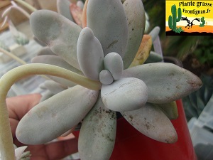 Pachyphytum Ovalie