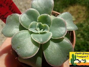 Pachyveria Alicanto