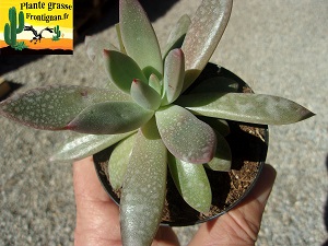 Pachyveria Astral