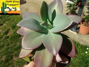 Pachyveria Athena