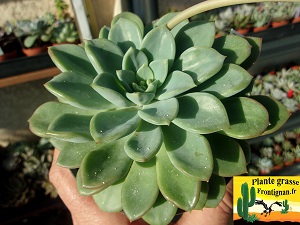 Pachyveria Canaille