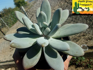 Pachyveria Cendre