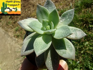 Pachyveria Centaure