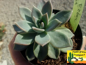 Pachyveria Espoir