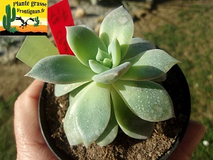 Pachyveria Farfadet