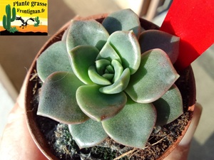 Pachyveria Macka