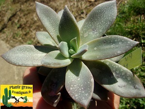Pachyveria Magda