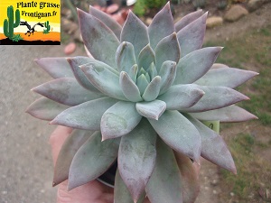 Pachyveria Merengue