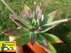 Pachyveria Peche