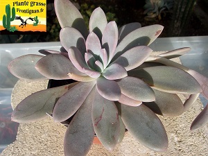 Pachyveria Princeza