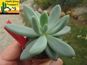 Pachyveria Retour aux Sources