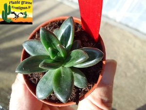 Pachyveria Tenebres