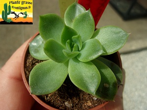 Sedeveria Aquilon