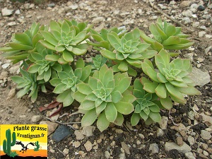 Sedum Frisseline