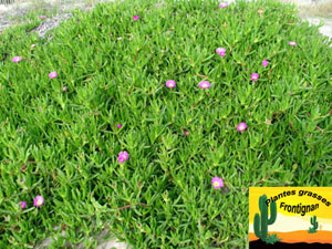 Carpobrotus