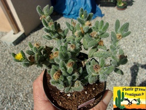 Delosperma echinatum