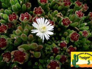 fruits et fleur de Drosanthemum concavum