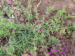 Lampranthus roseus