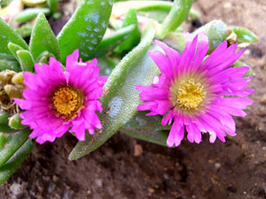 Delosperma sutherlandii