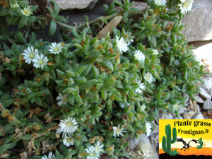 Delosperma ecklonis