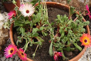 Delosperma bellidiformis