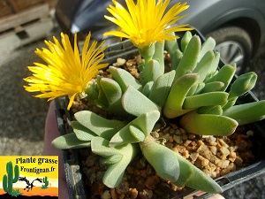 Cheiridopsis caroli schmidtii