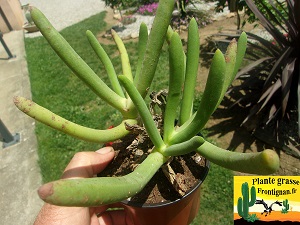 Cylindrophyllum comptonii