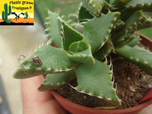 Faucaria felina
