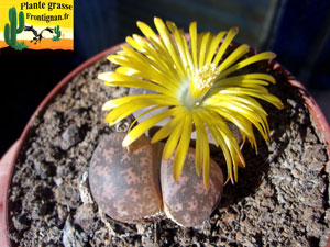 Lithops lesliei