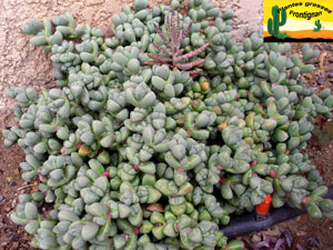 Corpuscularia lehmannii