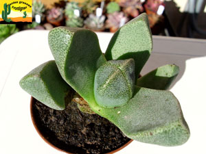 Pleiospilos compactus