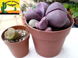 Pleiospilos nelii Royal Flush