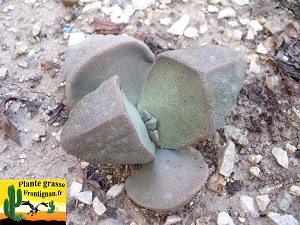 Pleiospilos nelii