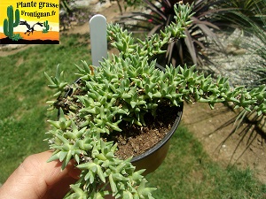 Ruschia pulvinaris