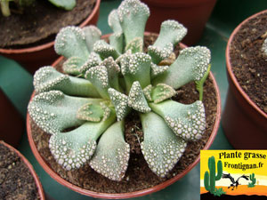 Titanopsis calcarea