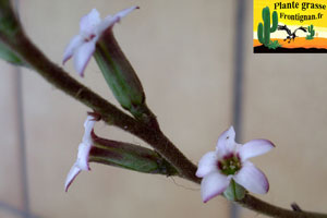Adromischus cristatus fleur