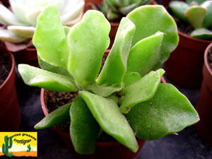 Adromischus cristatus