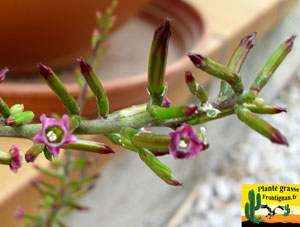 Adromischus filicaulis ssp marlothii fleur