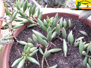 Adromischus filicaulis ssp marlothii