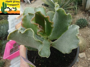 Adromischus sphenophyllus