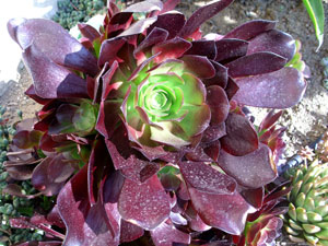 Aeonium Cyclops