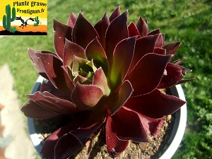 Aeonium Phoenix Flame