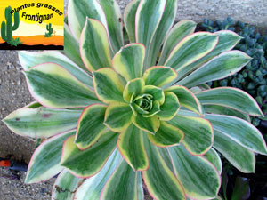 Aeonium Sunburst