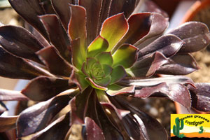 Aeonium arboreum Atropurpureum