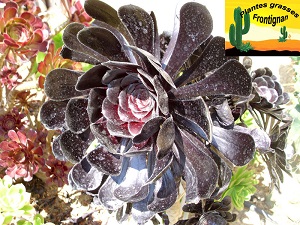 Aeonium arboreum Zwartkop