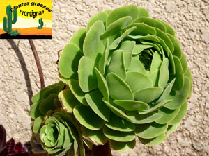 Aeonium arboreum