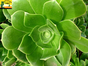 Aeonium balsamiferum