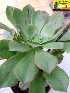 Aeonium ciliatum