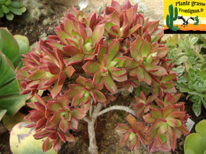 Aeonium decorum